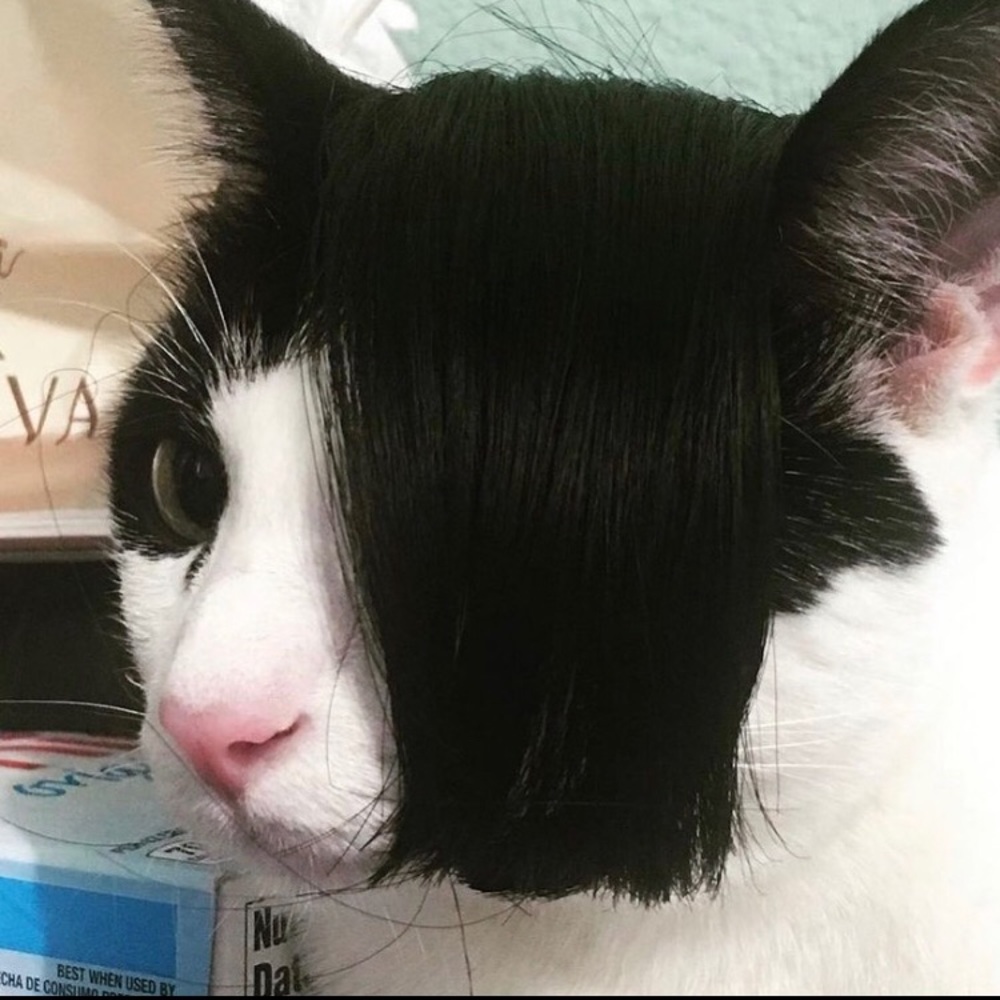 Meet your Posher, Alan